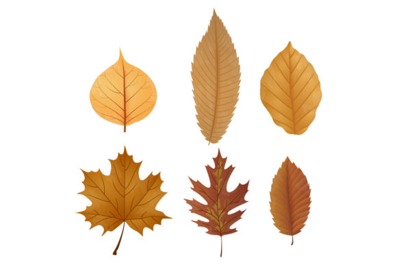 Leaves Dried Collection: Natural Texture for Authentic Design
